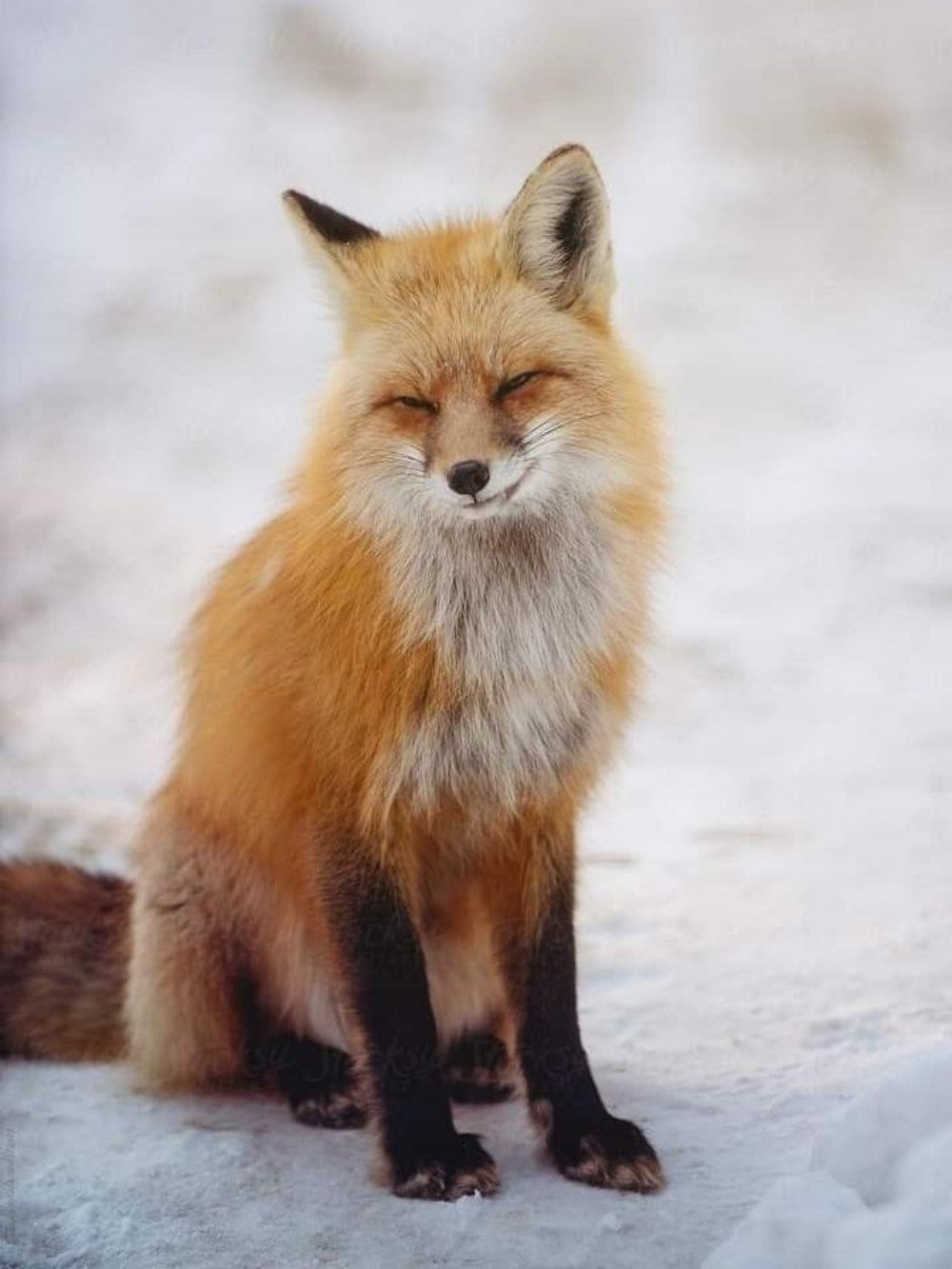 Fox | Diamond Painting