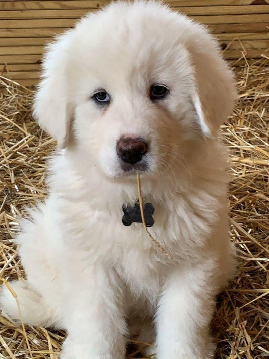 Great Pyrenees Dog | Diamond Painting