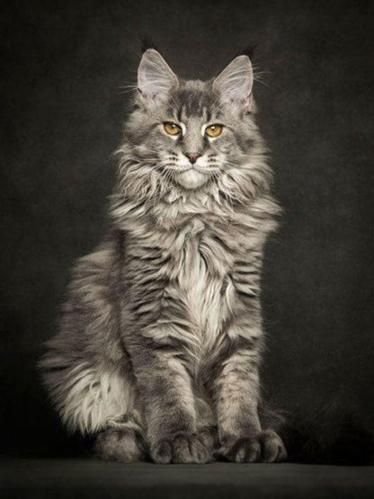 Maine Coon | Diamond Painting