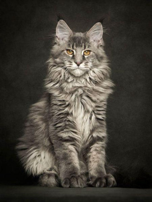 Maine Coon | Diamond Painting