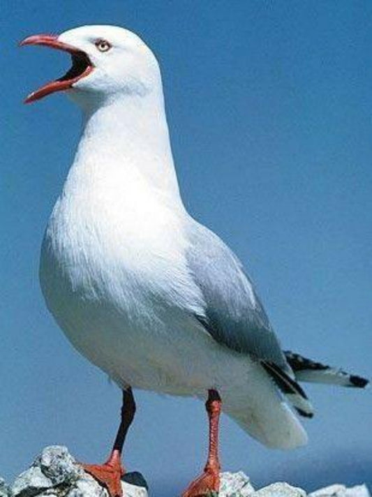 Gull | Diamond Painting