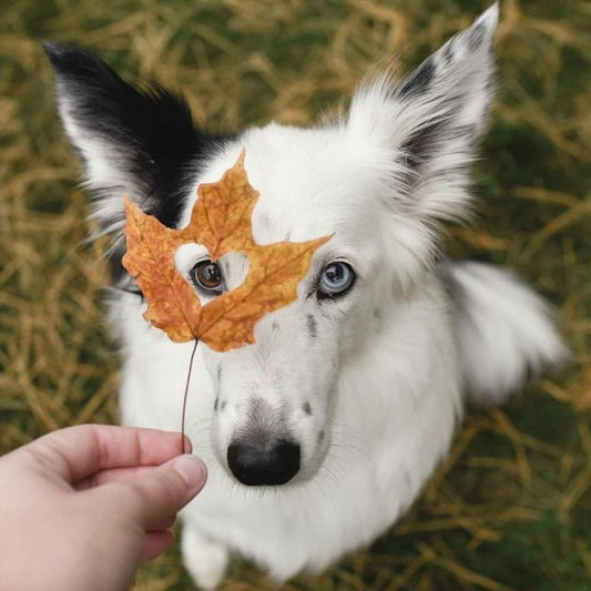 Dog Border Collie | Diamond Painting