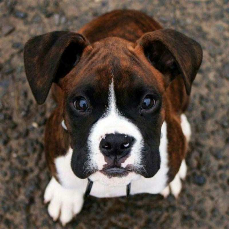 Boxer Dog | Diamond Painting