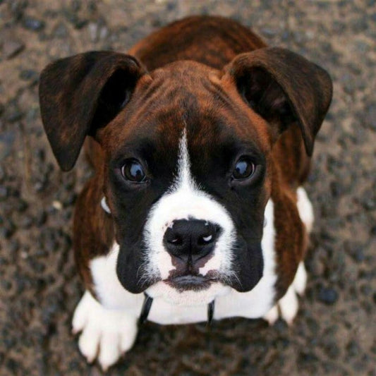 Boxer Dog | Diamond Painting