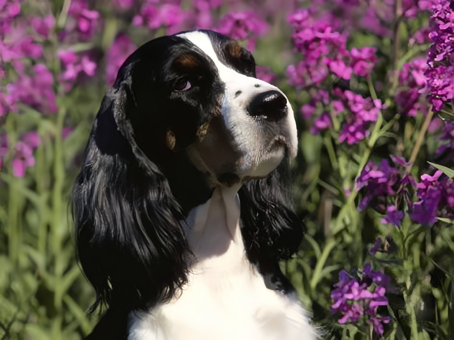 English Springer Spaniel Dog | Diamond Painting