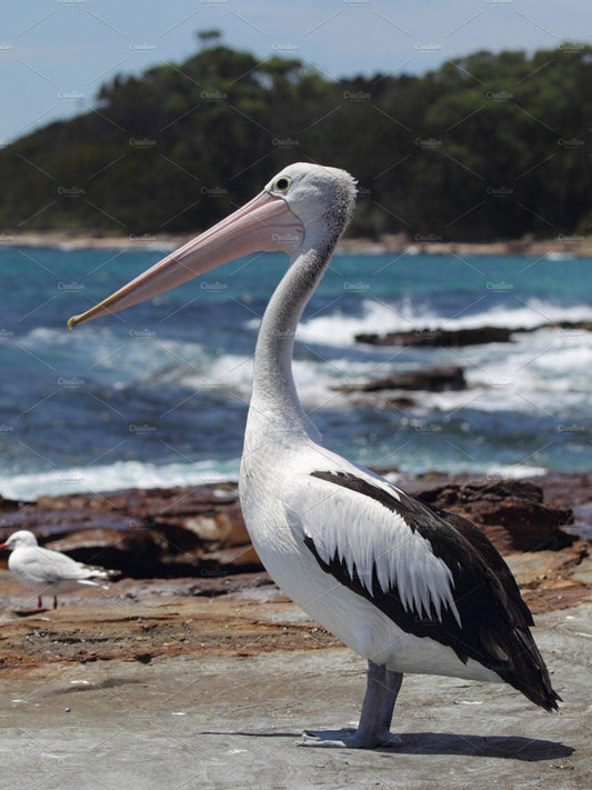 Pelican | Diamond Painting