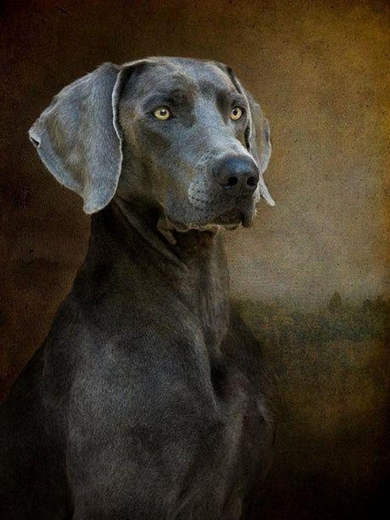 Weimaraner Dog | Diamond Painting