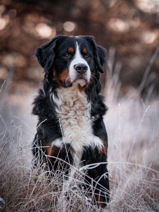 Bernese Mountain Dog | Diamond Painting