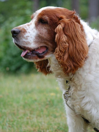 Brittany Spaniel Dog | Diamond Painting