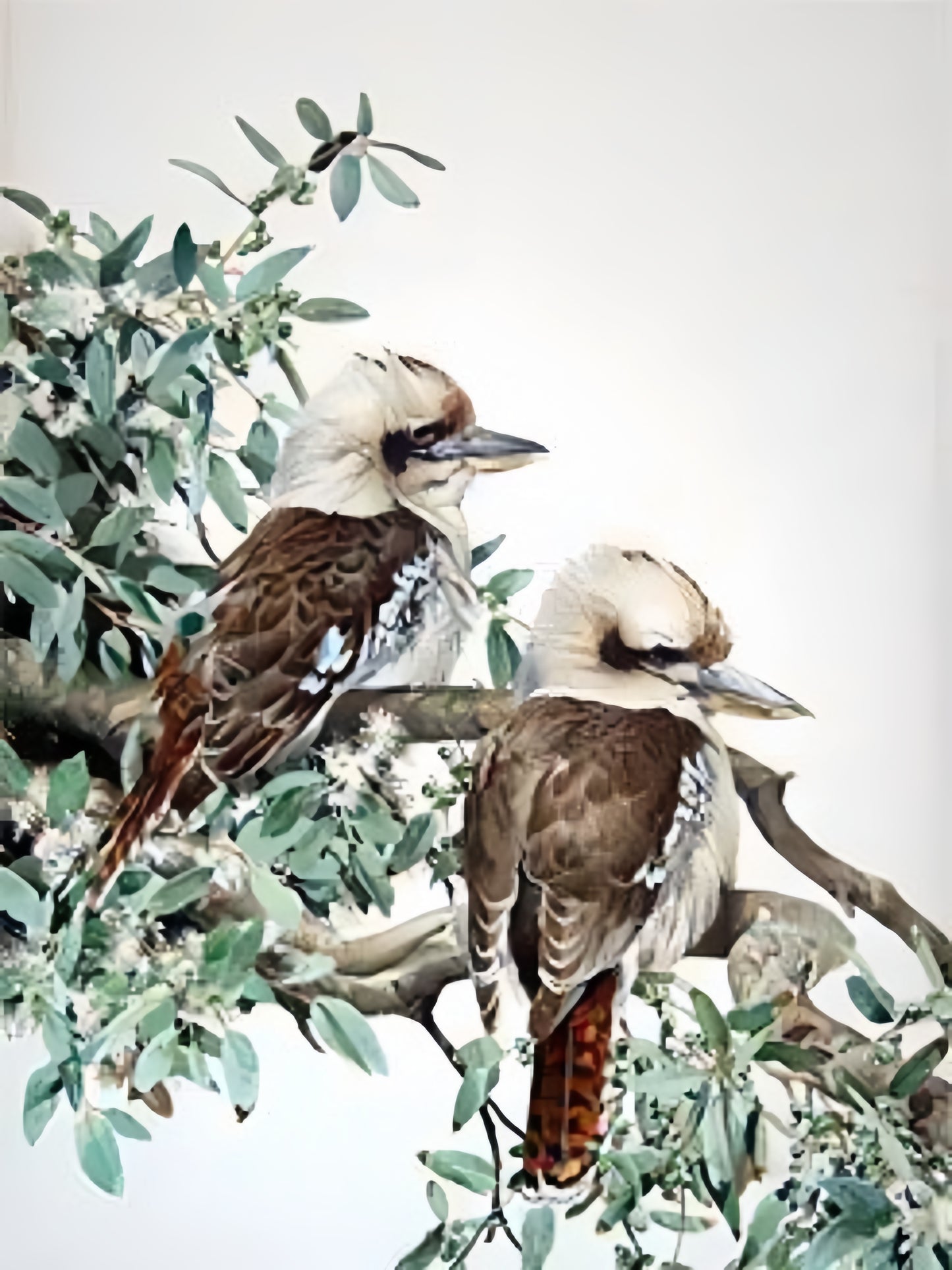 Kookaburra | Diamond Painting