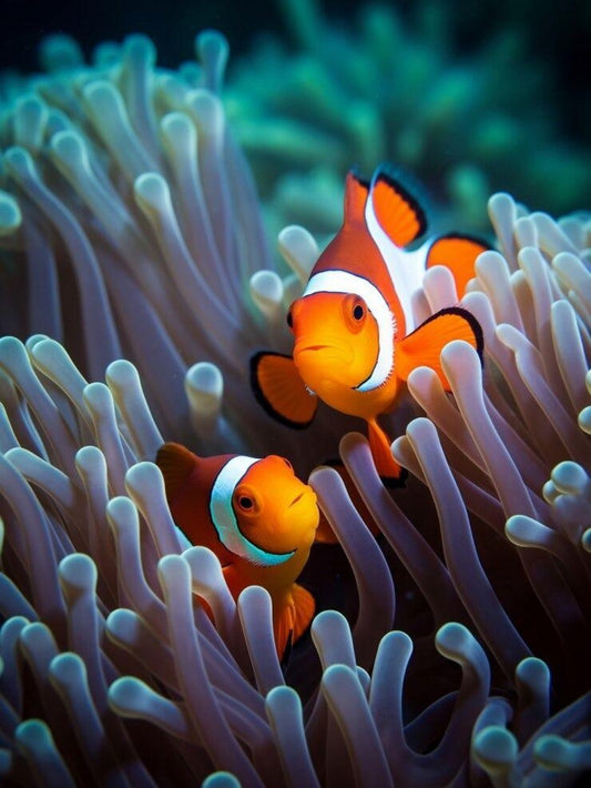 Clown Fish | Diamond Painting