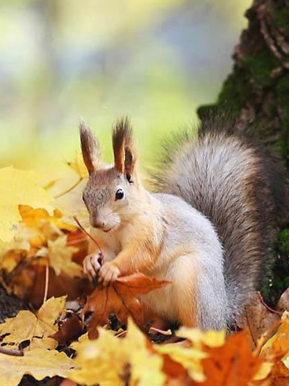 Squirrel | Diamond Painting