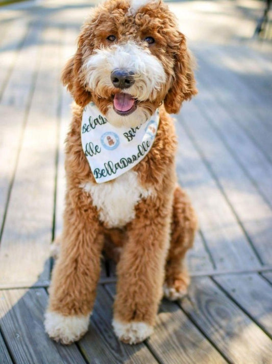 Goldendoodle Dog | Diamond Painting