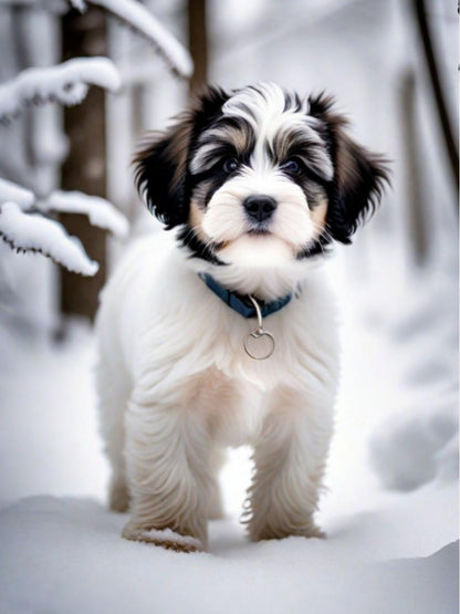 Havanese Dog | Diamond Painting
