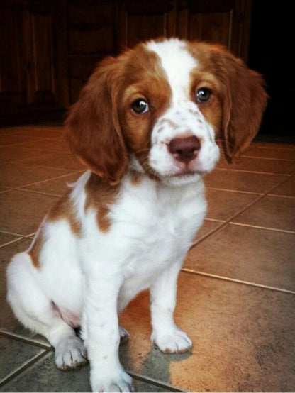Brittany Spaniel Dog | Diamond Painting
