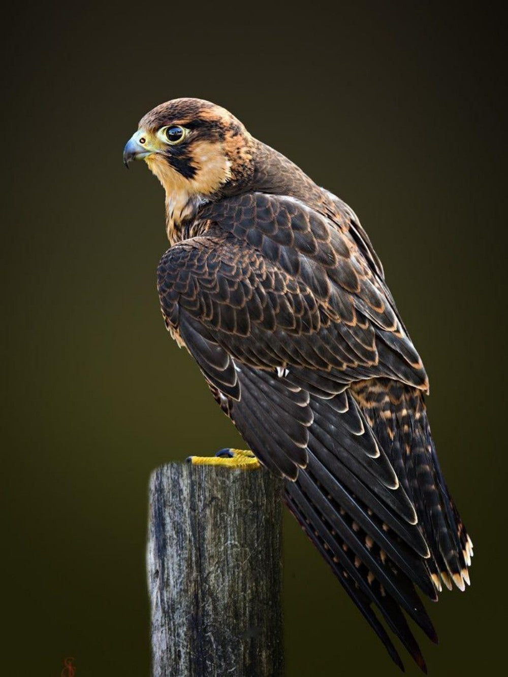 Falcon | Diamond Painting