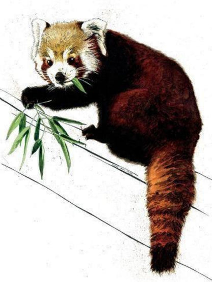 Red Panda | Diamond Painting