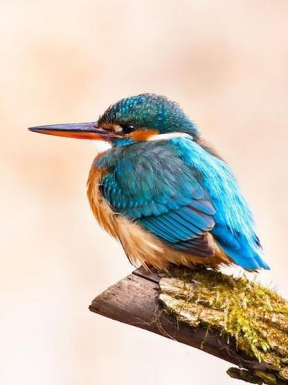 Kingfisher | Diamond Painting