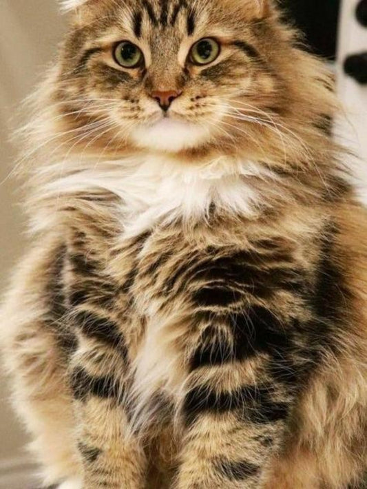 Maine Coon | Diamond Painting