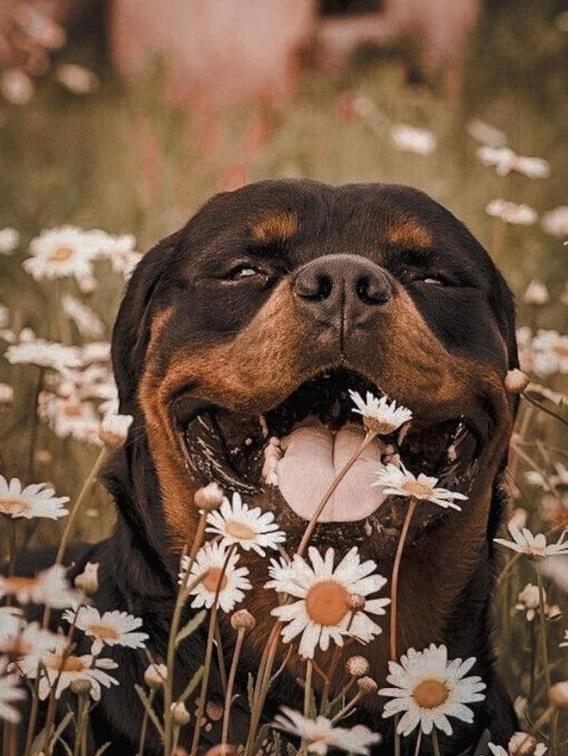 Rottweiler Dog | Diamond Painting