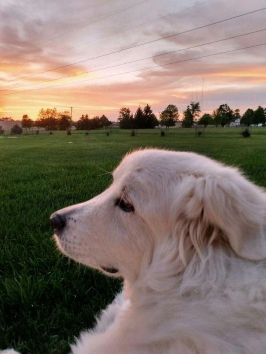 Great Pyrenees Dog | Diamond Painting