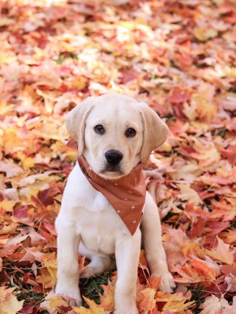 Yellow Labrador Dog | Diamond Painting