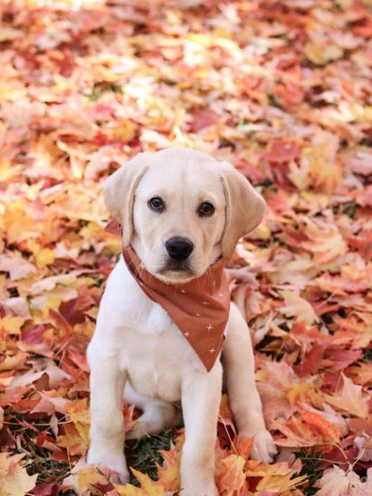 Yellow Labrador Dog | Diamond Painting