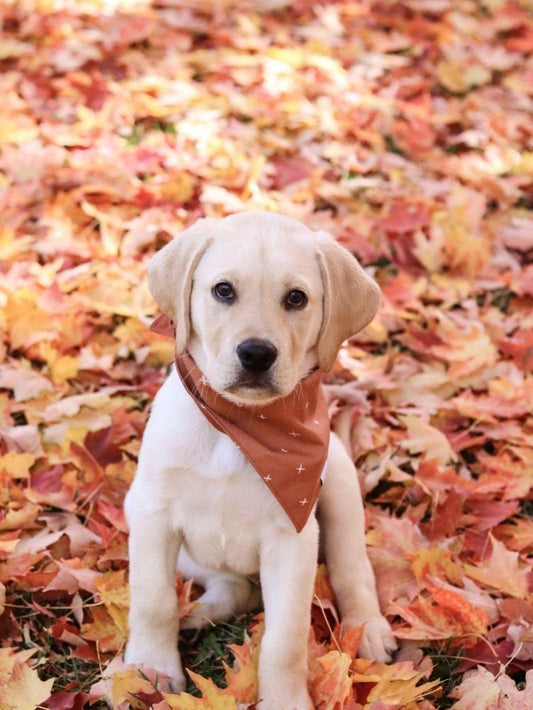 Yellow Labrador Dog | Diamond Painting