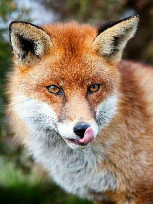Fox | Diamond Painting