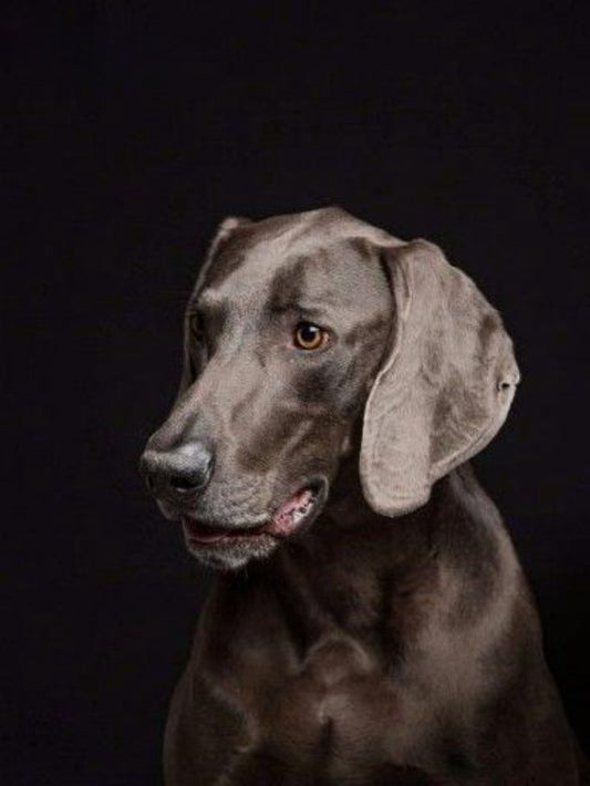 Weimaraner Dog | Diamond Painting