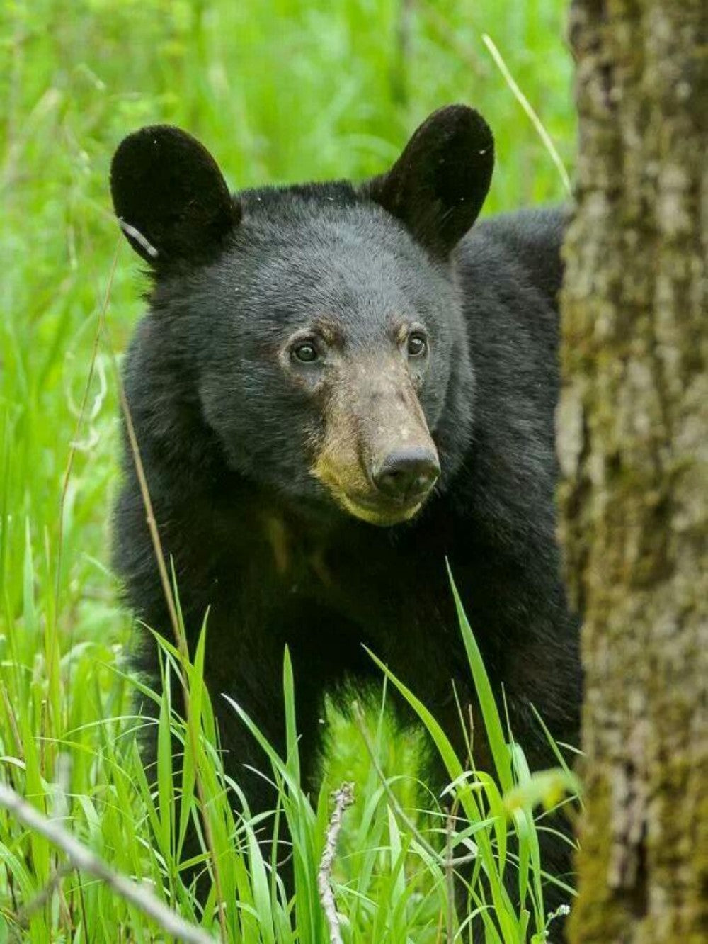 Black Bear | Diamond Painting