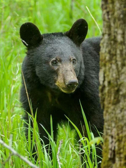 Black Bear | Diamond Painting