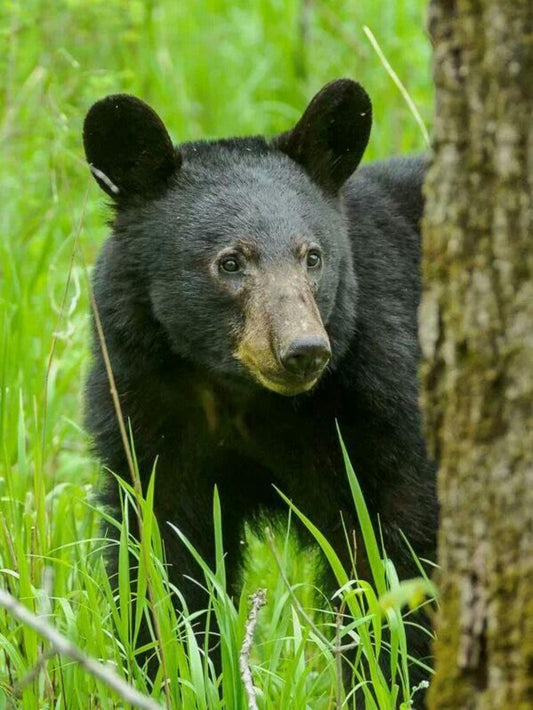 Black Bear | Diamond Painting