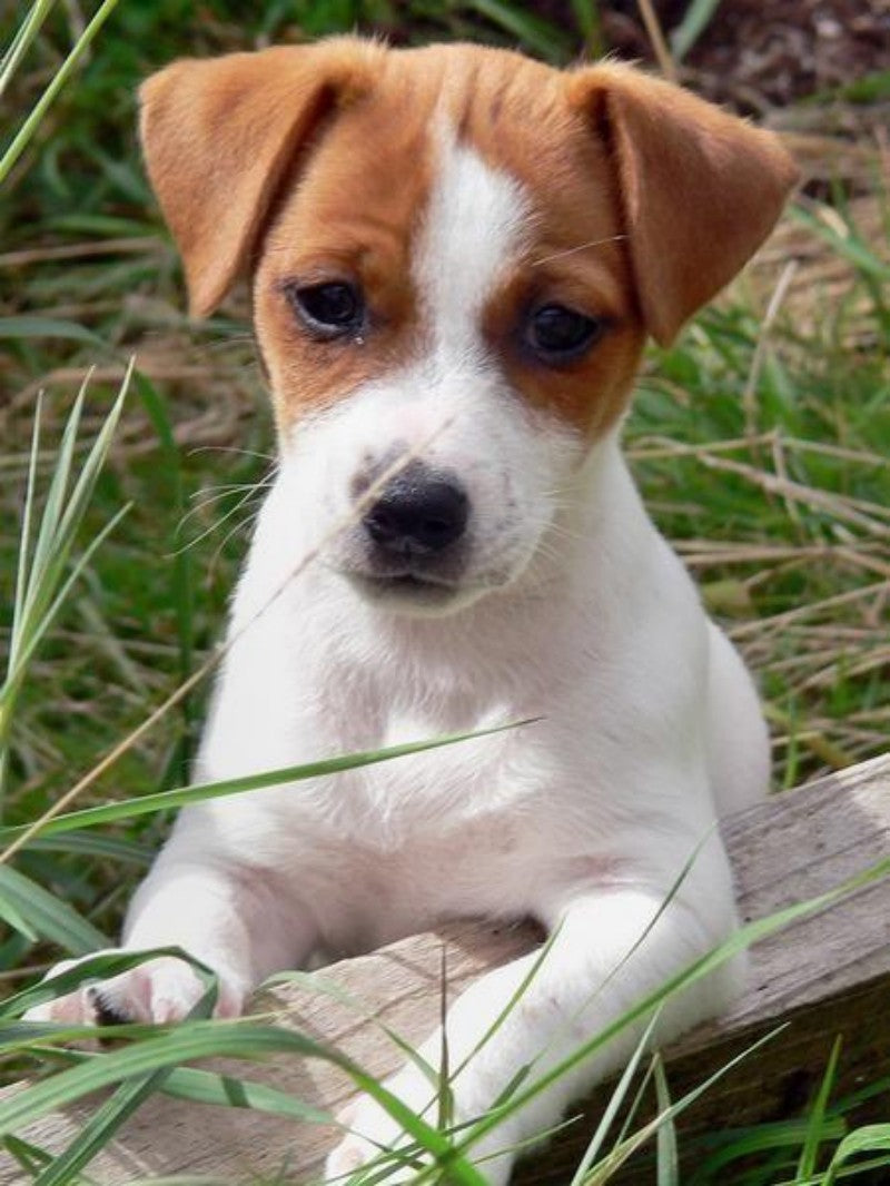 Dog Jack Russell | Diamond Painting