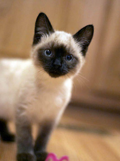 Siamese Cat | Diamond Painting