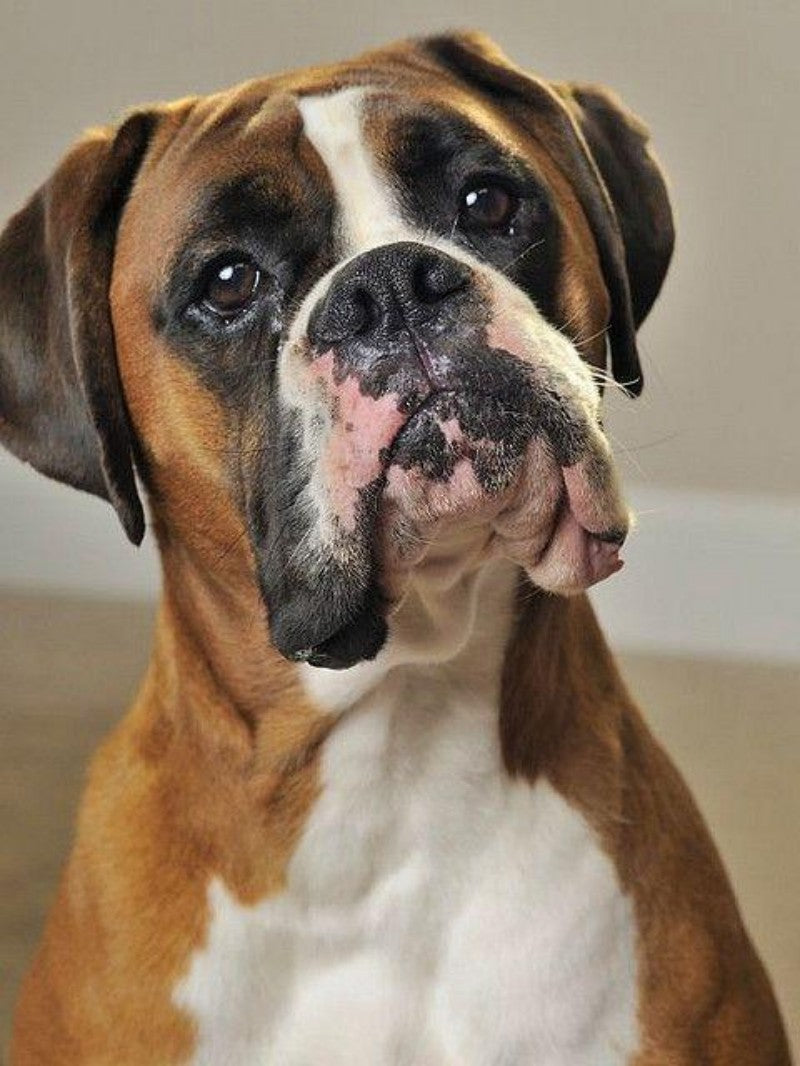 Boxer Dog | Diamond Painting