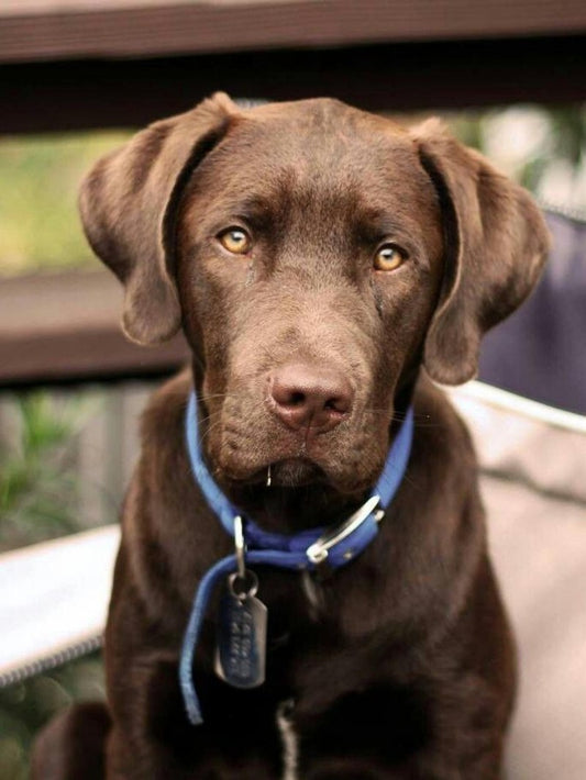 Chocolate Labrador Dog | Diamond Painting