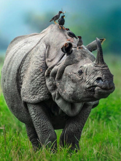 Rhino | Diamond Painting