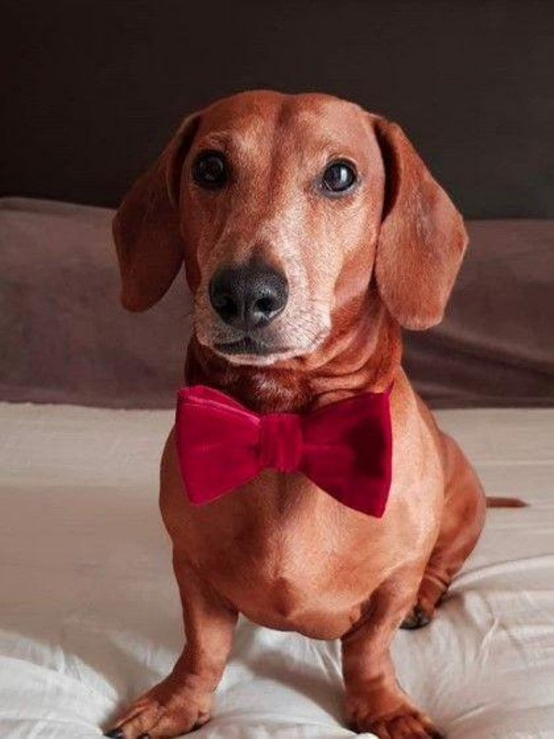 Dachshund Dog | Diamond Painting