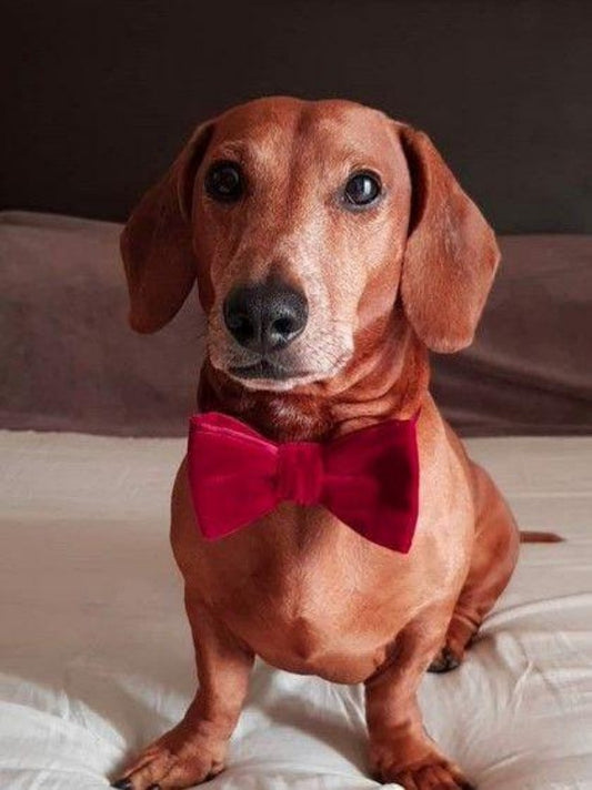Dachshund Dog | Diamond Painting