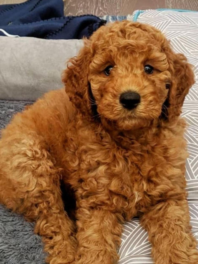 Goldendoodle Dog | Diamond Painting