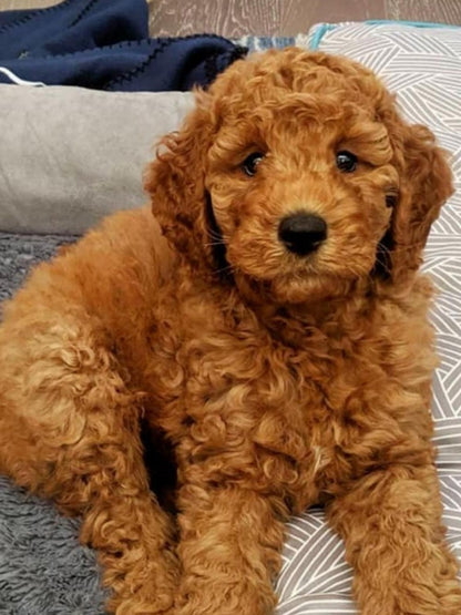 Goldendoodle Dog | Diamond Painting