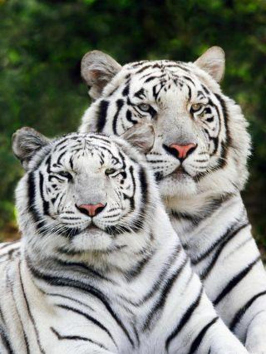 White Tiger | Diamond Painting