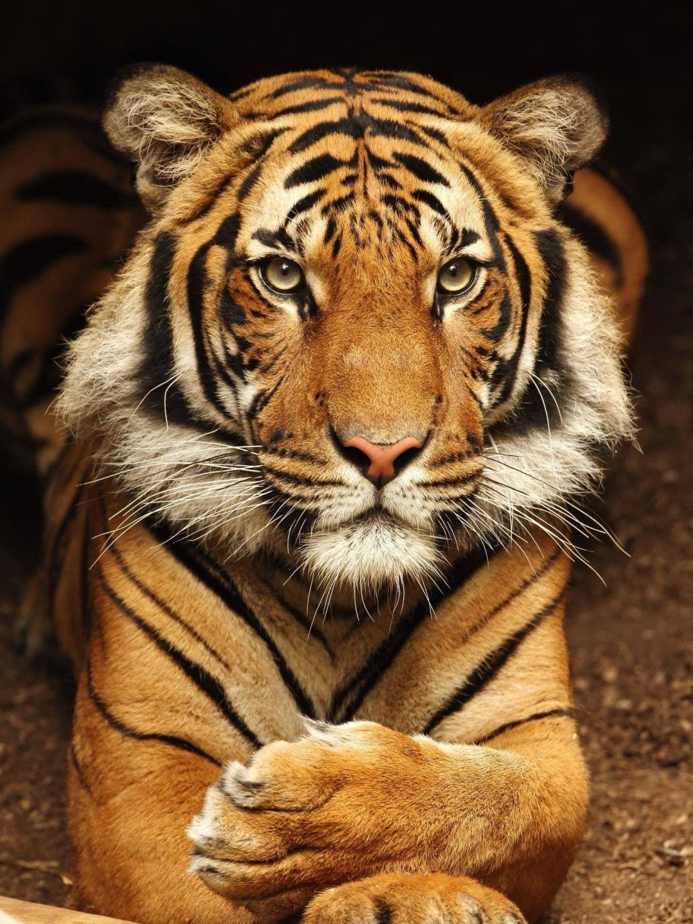Bengal Tiger | Diamond Painting