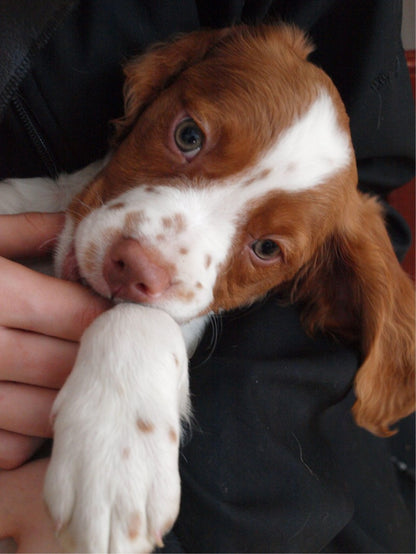 Brittany Spaniel Dog | Diamond Painting