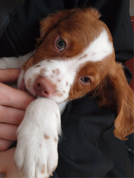 Brittany Spaniel Dog | Diamond Painting