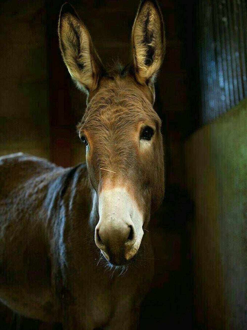 Donkey | Diamond Painting