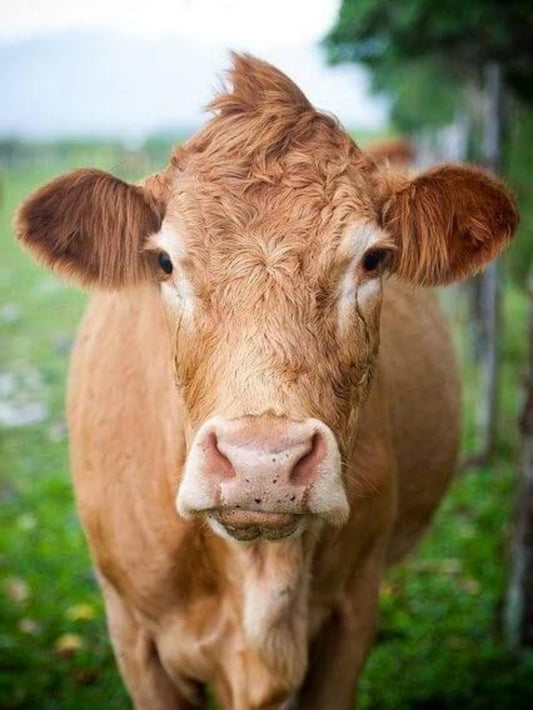 Cow | Diamond Painting