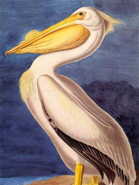 Pelican | Diamond Painting