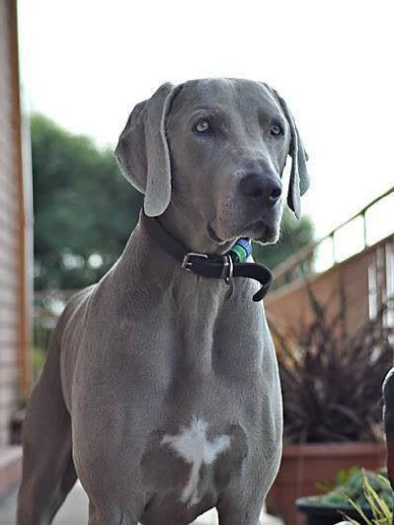 Weimaraner Dog | Diamond Painting